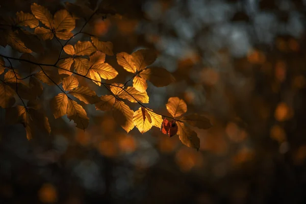 Ormanın Çevresi Sonbahar Ormanındaki Ağaçların Arasından Aydınlanıyor — Stok fotoğraf