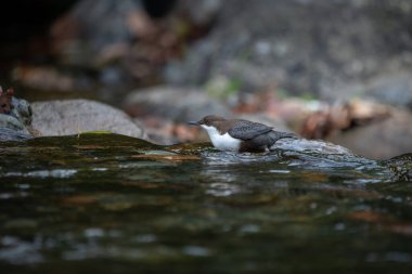 beyaz boğazlı dipper (Cinclus cinclus))