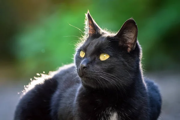 屋外黒猫バックライトの肖像画 — ストック写真