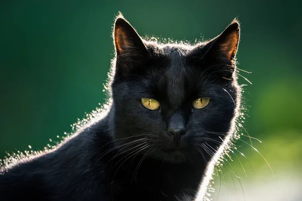 Odkryty Czarny Kot Backlite Portret — Zdjęcie stockowe