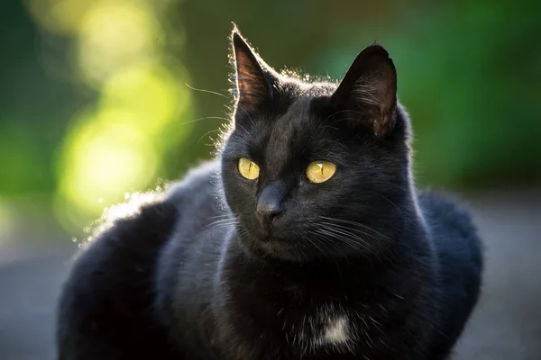 Odkryty Czarny Kot Backlite Portret — Zdjęcie stockowe
