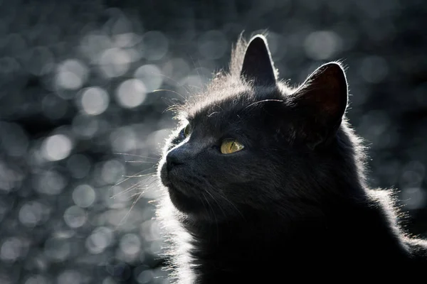 Outdoor Szary Kot Backlite Portret — Zdjęcie stockowe