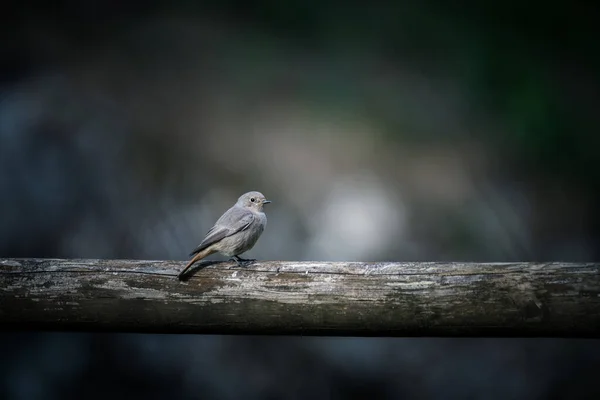 Redstart Descansando Uma Cerca Madeira — Fotografia de Stock