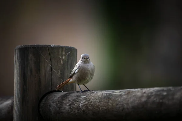 Redstart Appoggiato Una Recinzione Legno — Foto Stock