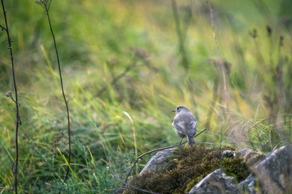 Redstart Yerde Dinleniyor — Stok fotoğraf