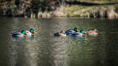 Mallard duck swimming on a lake in winter