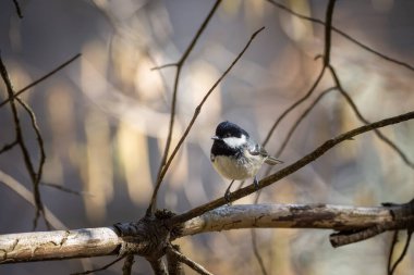 Coat tit (Parus ater), single bird on branch