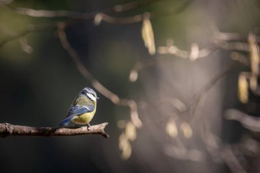 Blue tit (Cyanistes caeruleus), single bird on branch