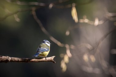 Blue tit (Cyanistes caeruleus), single bird on branch