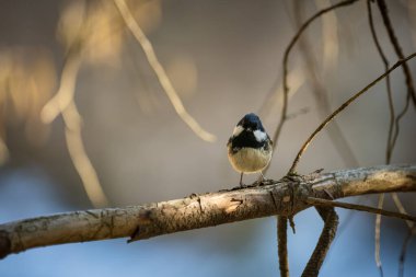 Coat tit (Parus ater), single bird on branch