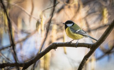 Great tit, Parus major, single bird on branch