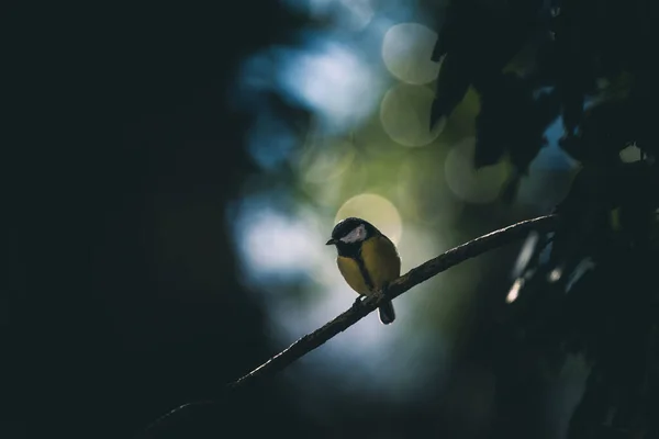 Great Tit Parus Major Single Bird Branch — стоковое фото
