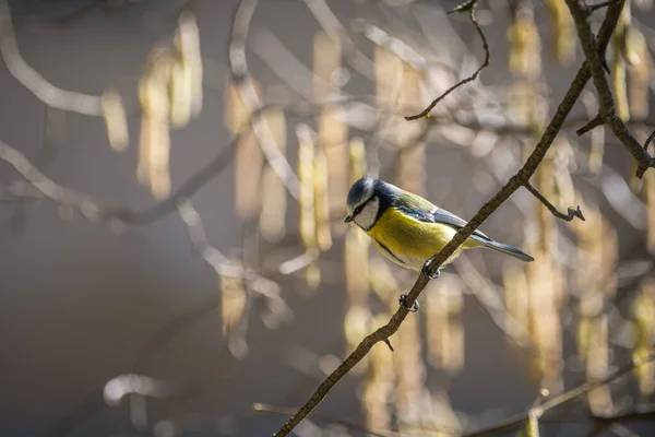 Blue Tit Cyanistes Caeruleus Single Bird Branch — ストック写真