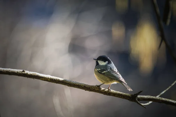 Coat Tit Parus Ater Single Bird Branch — 스톡 사진