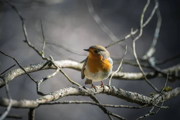 Evropský Robin Erithacus Rubecula Jediný Pták Větvi — Stock fotografie