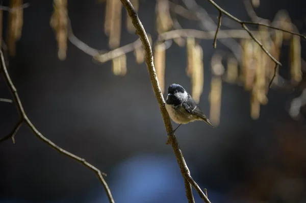 Coat Tit Parus Ater Single Bird Branch — Foto de Stock