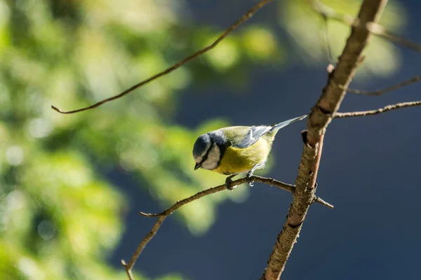 Blue Tit Cyanistes Caeruleus Single Bird Branch — Stockfoto