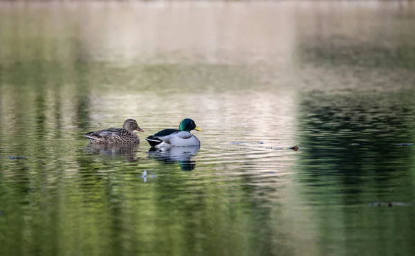 Mallard Duck Swimming Lake Winter —  Fotos de Stock