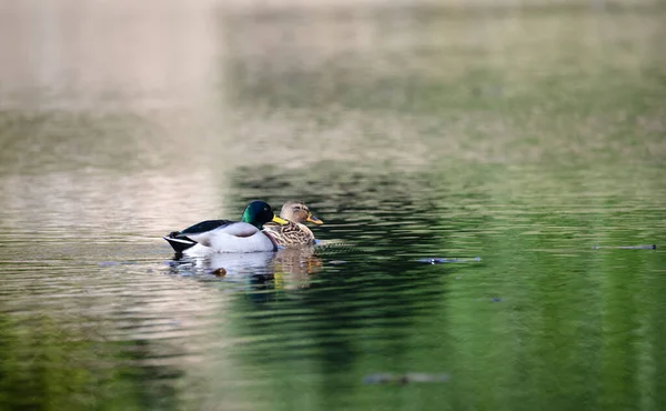 Mallard Duck Swimming Lake Winter — 图库照片