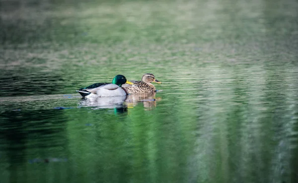 Mallard Duck Swimming Lake Winter —  Fotos de Stock