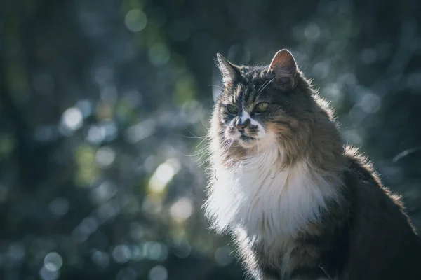 Porträtt Maine Coon Katt Med Långt Hår Suddig Bakgrund — Stockfoto