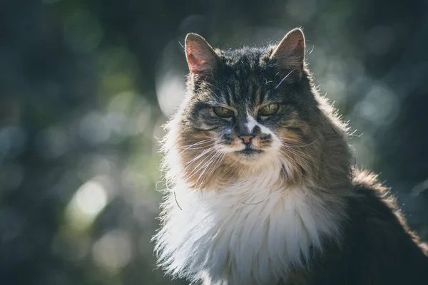 Portret Van Een Maine Coon Kat Met Lang Haar Wazige — Stockfoto