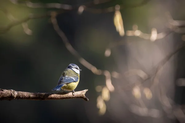Blue Tit Cyanistes Caeruleus Single Bird Branch — Stockfoto