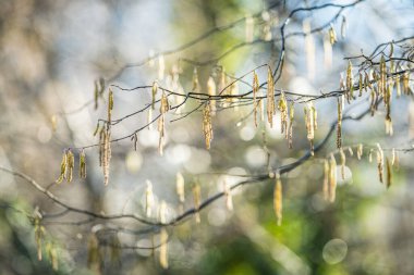 hazel in winter with buds (male catkins)