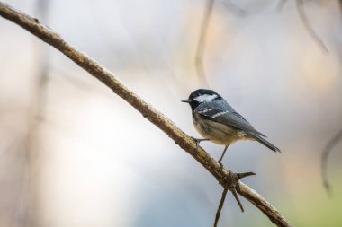 Coat tit (Parus ater), single bird on branch