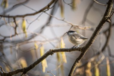 Siyah başlıklı Chickadee, fındık dalındaki tek kuş.