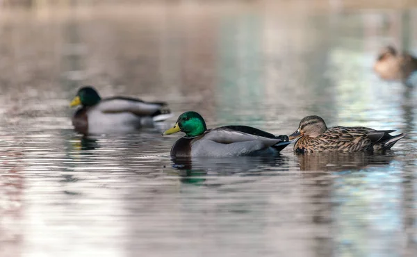 Mallard Duck Swimming Lake Winter — 图库照片