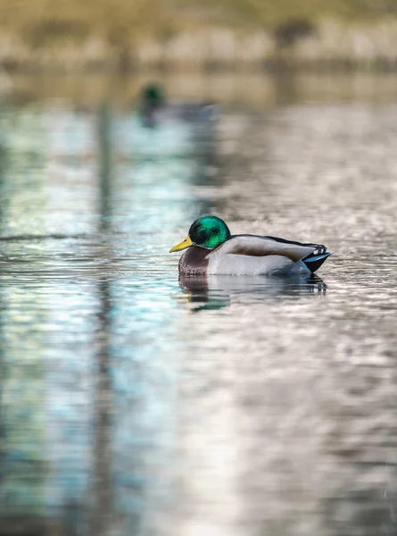 Mallard Duck Swimming Lake Winter — Zdjęcie stockowe