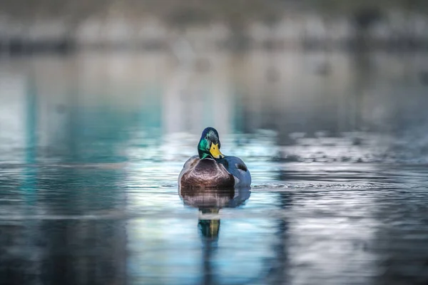 Mallard Duck Swimming Lake Winter — Foto de Stock