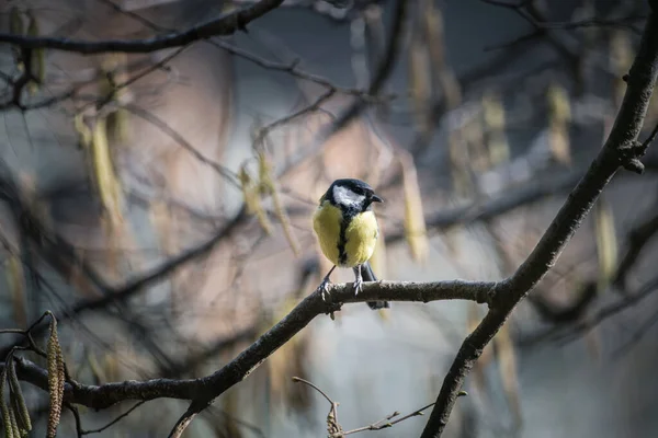 Great Tit Parus Major Single Bird Branch — Stok fotoğraf