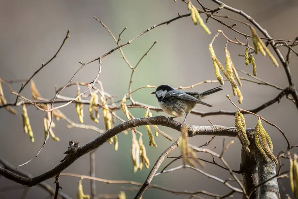 Coat Tit Parus Ater Single Bird Branch — Stockfoto