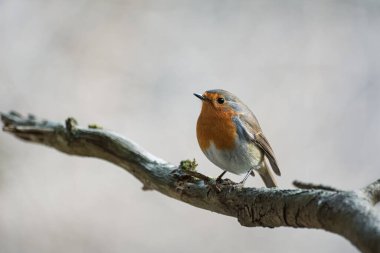 European robin (Erithacus rubecula), single bird on branch