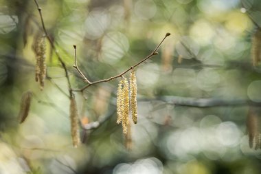 hazel in winter with buds (male catkins)
