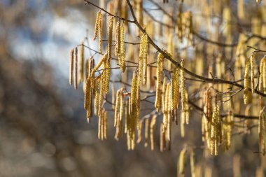 hazel in winter with buds (male catkins)