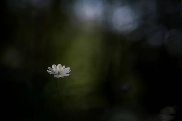 Анемона Гепатіка Hepatica Nobilis Квіти Лісі Навесні — стокове фото