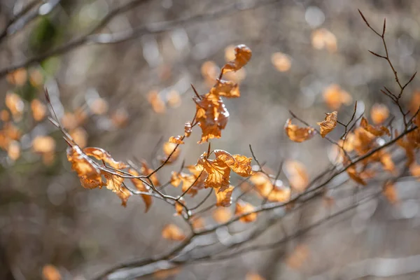Jesienne Liście Gałęziach Drzewa Lesie — Zdjęcie stockowe