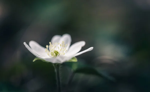 Anemone Hepatica Hepatica Nobilis Liverwort Kidneywort Pennywort Flowers Forest Spring — стоковое фото