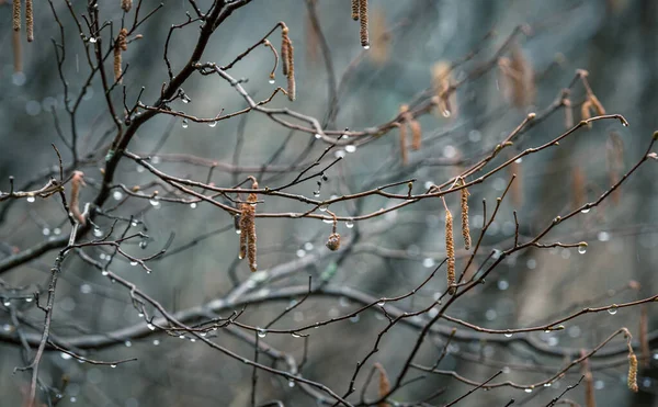 Hazel Winter Buds Male Catkins Rain — Stock Photo, Image