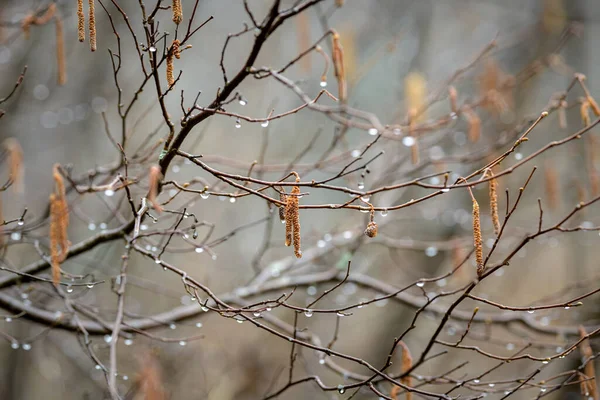 冬日带着花蕾的榛子 雄性猫 在雨中 — 图库照片