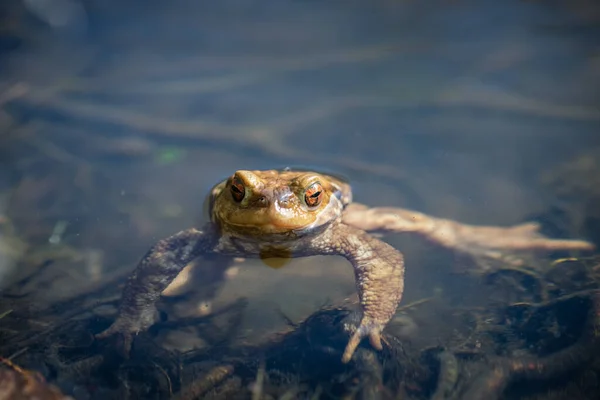 Gölette Turuncu Gözlü Kurbağa — Stok fotoğraf