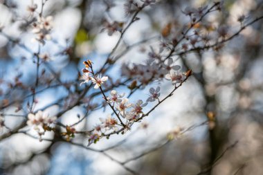 Bahar zamanı güzel bir çiçek ağacı, seçici bir odak noktası