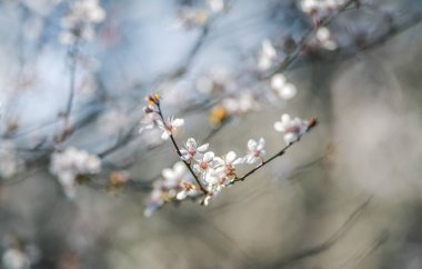 Bahar zamanı güzel bir çiçek ağacı, seçici bir odak noktası
