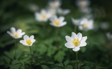 Orman şakayığı, Anemone nemorosa ya da Sylvie anemone