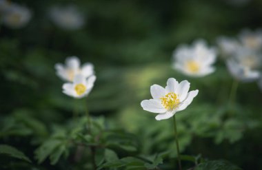 Orman şakayığı, Anemone nemorosa ya da Sylvie anemone