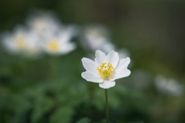 Orman şakayığı, Anemone nemorosa ya da Sylvie anemone