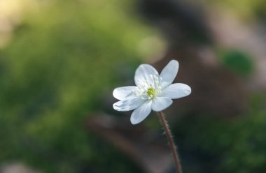 Anemon hepatikası (Hepatica nobilis), karaciğer otu, böbrek otu veya pennywort, ilkbaharda ormanda çiçekler